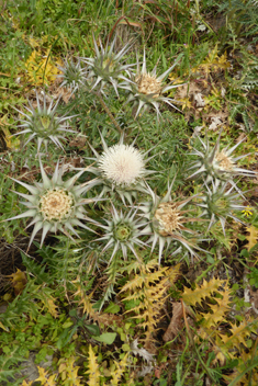 White Cardoon