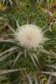 White Artichoke