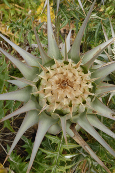 White Artichoke