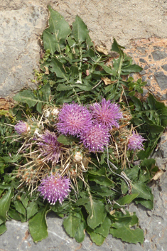 Centaurea raphanina ssp. mixta