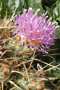 Centaurea raphanina ssp. mixta