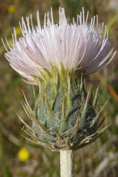 White-spotted Thistle