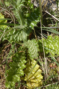 White-spotted Thistle