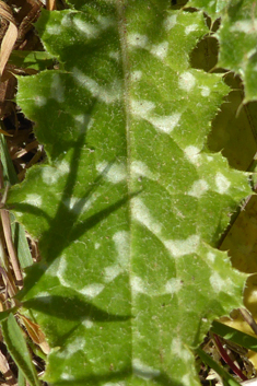 White-spotted Thistle