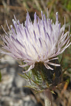 White-spotted Thistle