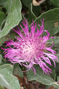 Centaurea seridis ssp. sonchifolia