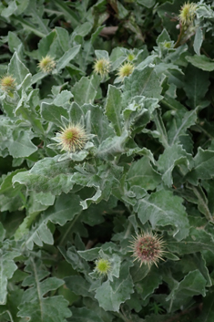 Centaurea seridis ssp. sonchifolia