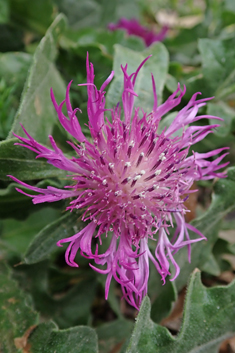 Centaurea seridis ssp. sonchifolia