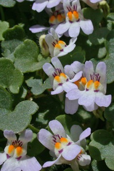 Hairy Ivy-leaved Toadflax