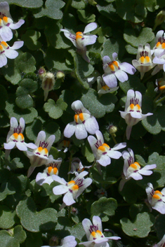 Hairy Ivy-leaved Toadflax