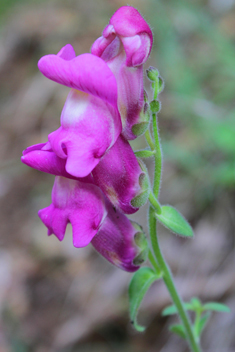 Common Snapdragon