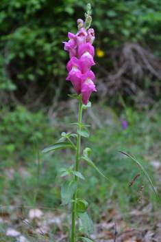 Common Snapdragon