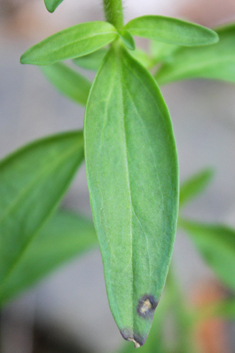 Common Snapdragon