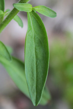 Common Snapdragon