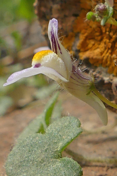 Hairy Ivy-leaved Toadflax