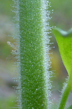 Common Snapdragon