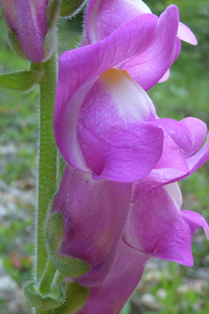 Common Snapdragon