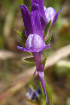 Jersey Toadflax