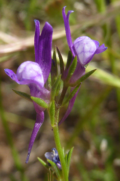 Jersey Toadflax