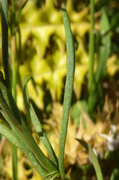 Jersey Toadflax