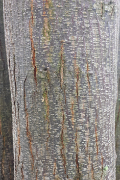 Indian Bead-tree