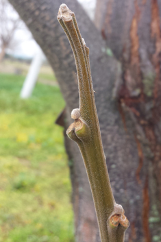 Indian Bead-tree