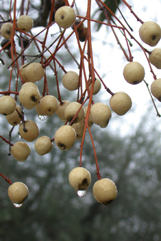 Indian Bead-tree