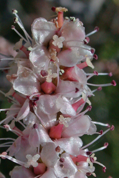 Hampe's Tamarisk