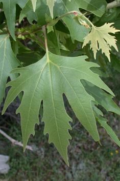 Oriental Plane