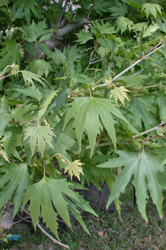 Oriental Plane