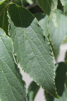 Southern Nettle Tree