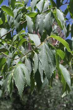 Southern Nettle Tree