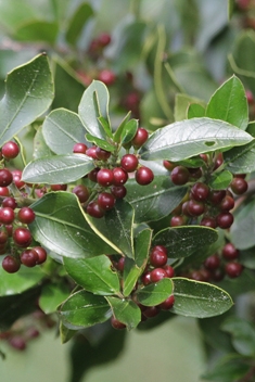 Mediterranean Buckthorn