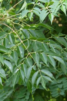 Indian Bead-tree