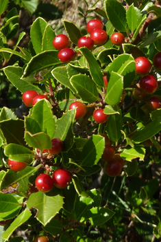 Mediterranean Buckthorn