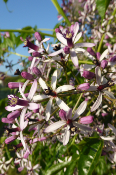 Indian Bead-tree