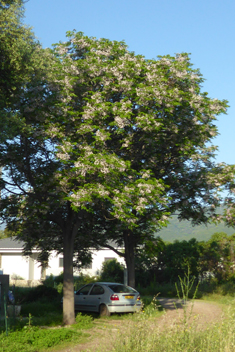 Indian Bead-tree