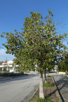 Kurrajong Bottle Tree