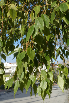 Kurrajong Bottle Tree