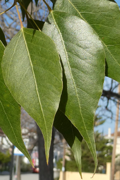 Kurrajong Bottle Tree