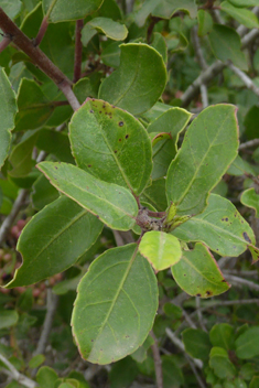 Mediterranean Buckthorn