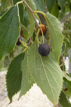 Southern Nettle Tree