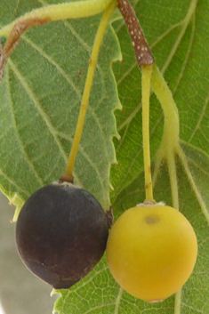 Southern Nettle Tree