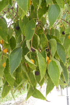 Southern Nettle Tree