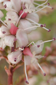 Hampe's Tamarisk