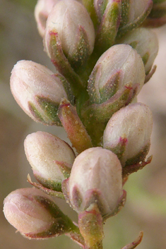 Hampe's Tamarisk