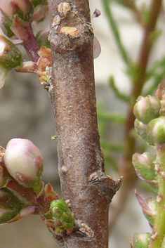 Hampe's Tamarisk