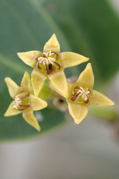 Mediterranean Buckthorn