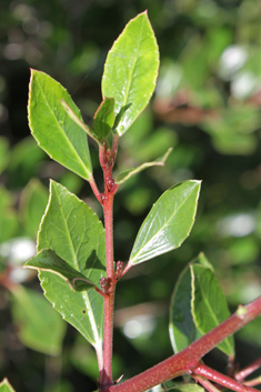 Mediterranean Buckthorn