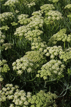 Rock Samphire